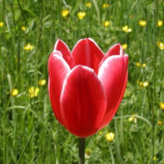 Loading...