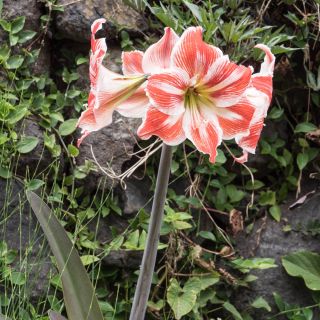 Loading...
